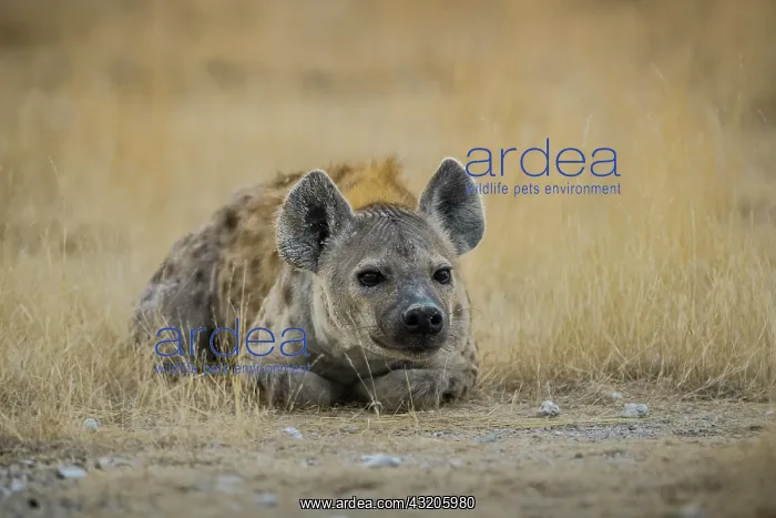 : Spotted hyena (Crocuta crocuta) lying in bush grass : Spotted hyena (Crocuta crocuta) lying in bush grass