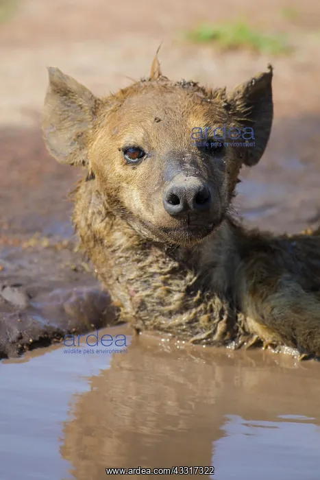 : Spotted hyena (Crocuta crocuta) lying in a puddle : Spotted hyena (Crocuta crocuta) lying in a puddle