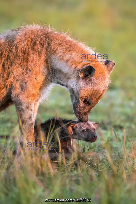 : Spotted hyena (Crocuta crocuta) mother animal with : Spotted hyena (Crocuta crocuta) mother animal with