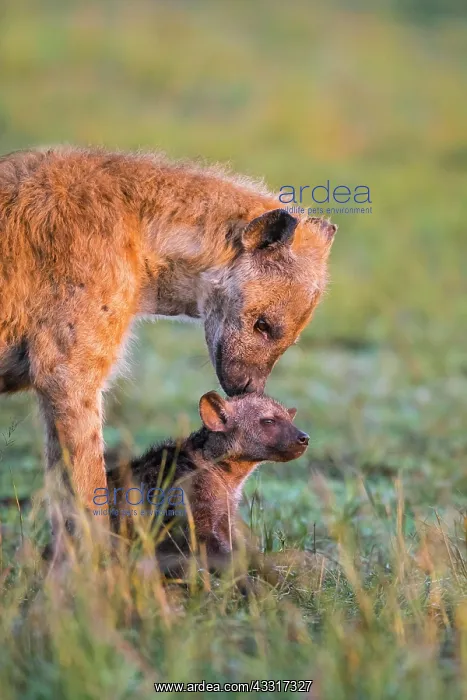 : Spotted hyena (Crocuta crocuta) mother animal with : Spotted hyena (Crocuta crocuta) mother animal with