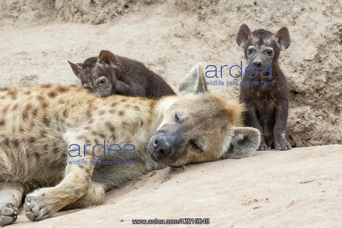 : Spotted hyena (Crocuta crocuta), mother and young : Spotted hyena (Crocuta crocuta), mother and young