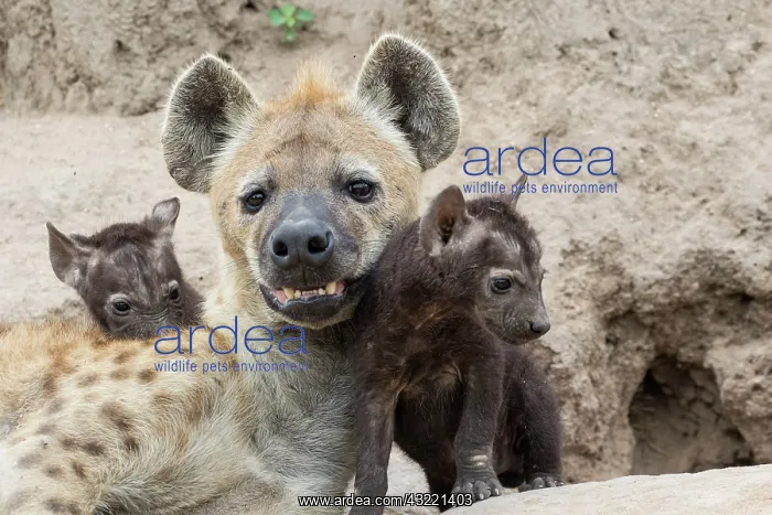 : Spotted hyena (Crocuta crocuta), mother and young : Spotted hyena (Crocuta crocuta), mother and young