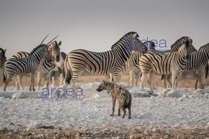: Spotted hyena (Crocuta crocuta) and plains zebra : Spotted hyena (Crocuta crocuta) and plains zebra