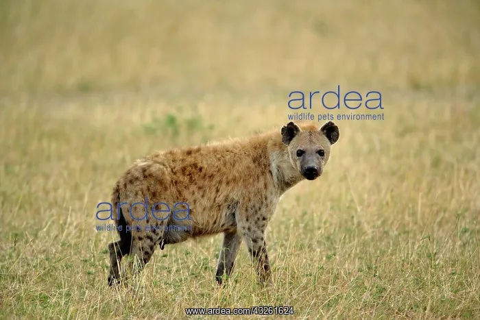 : Spotted Hyena, Crocuta crocuta, Serengeti : Spotted Hyena, Crocuta crocuta, Serengeti
