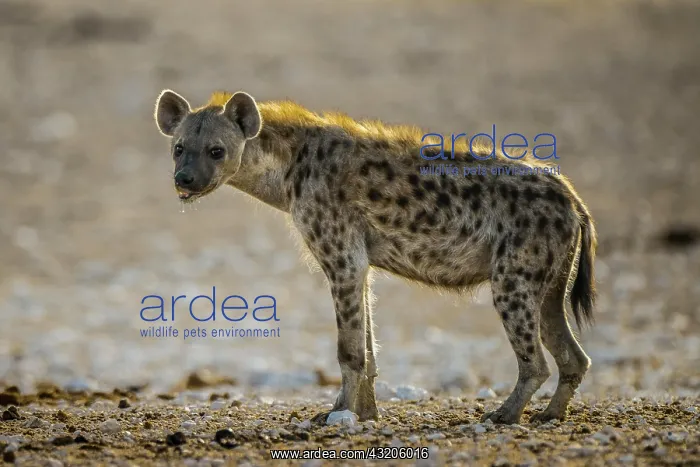  : Spotted hyena (Crocuta crocuta), also spotted hyena