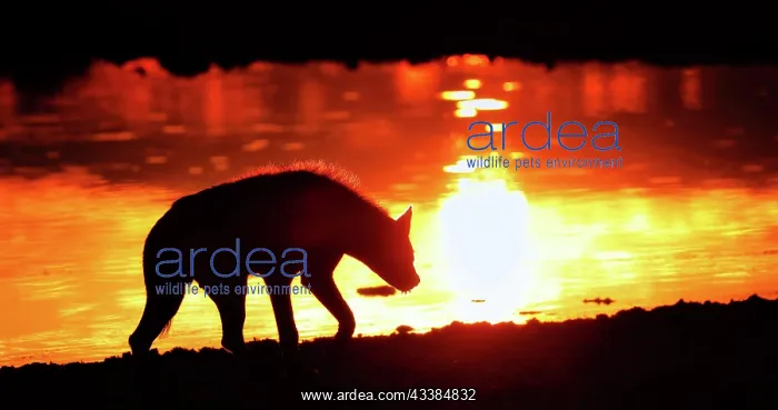 : Spotted hyena (Crocuta crocuta) in the sunrise : Spotted hyena (Crocuta crocuta) in the sunrise