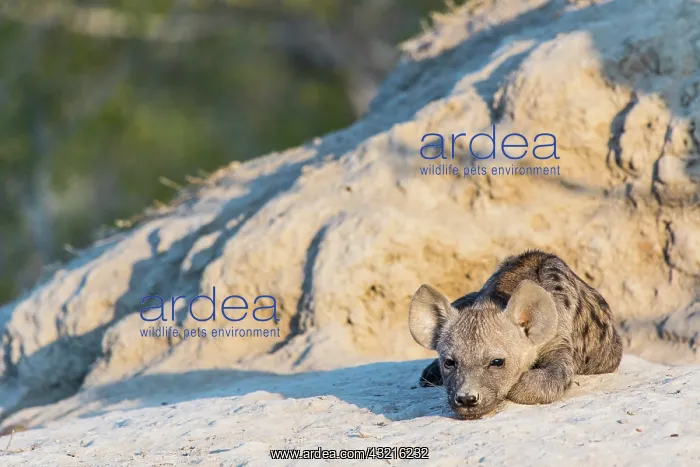: Spotted hyena (Crocuta crocuta), young at the burrow : Spotted hyena (Crocuta crocuta), young at the burrow