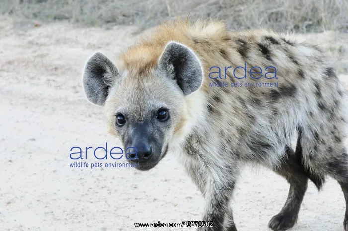 : Spotted Hyena (Crocuta crocuta) young, South Af : Spotted Hyena (Crocuta crocuta) young, South Af