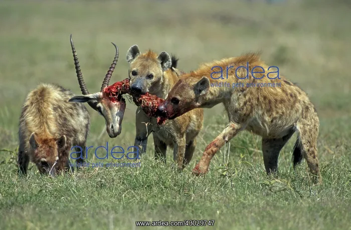  : Spotted Hyena eating impala