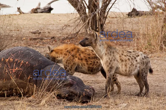: Spotted Hyena - feeding on dead hippo : Spotted Hyena - feeding on dead hippo