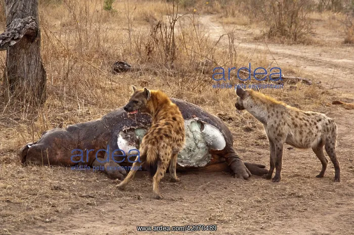: Spotted Hyena - feeding on dead hippo : Spotted Hyena - feeding on dead hippo