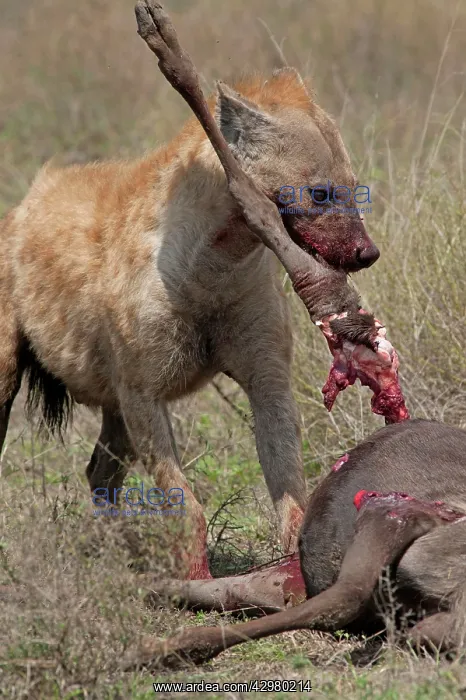 : Spotted Hyena - feeding on Wildebeest prey after : Spotted Hyena - feeding on Wildebeest prey after