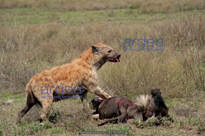 : Spotted Hyena - feeding on Wildebeest prey after : Spotted Hyena - feeding on Wildebeest prey after