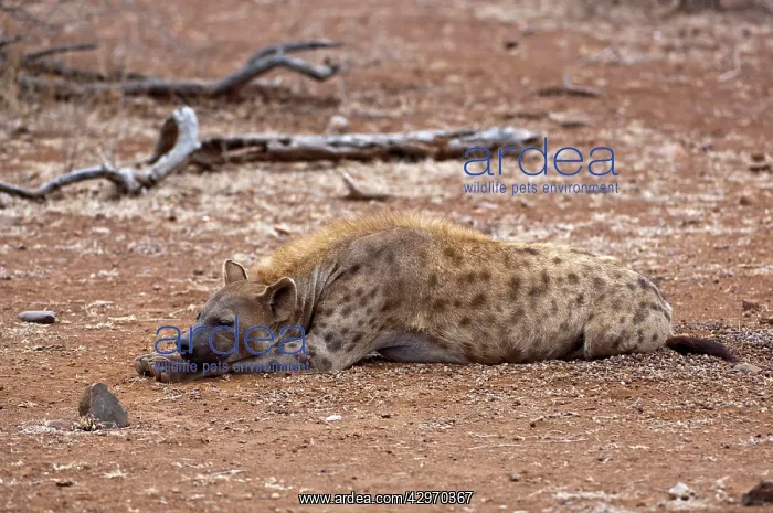 : Spotted Hyena - female lying down with head on paws : Spotted Hyena - female lying down with head on paws