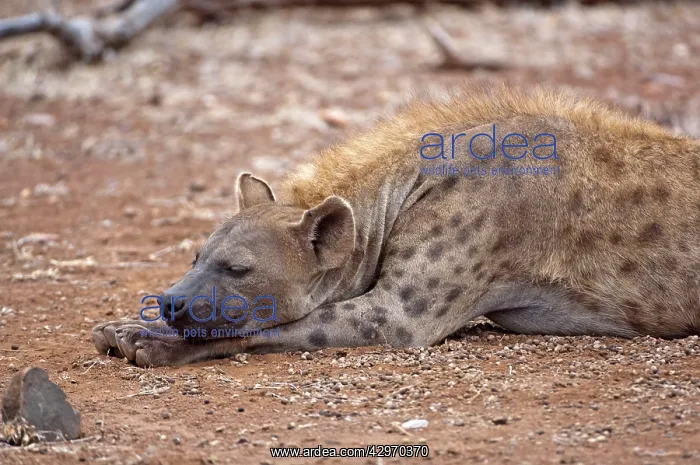 : Spotted Hyena - female sleeping : Spotted Hyena - female sleeping
