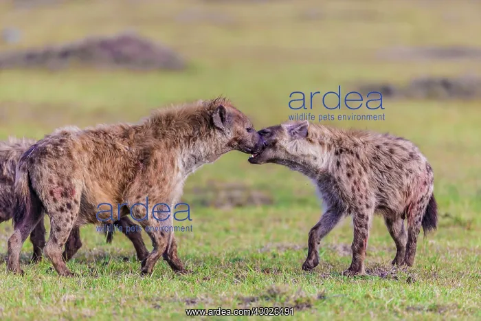  : Spotted Hyena greeting