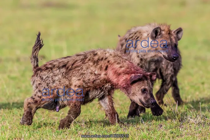  : Spotted Hyena at kill site