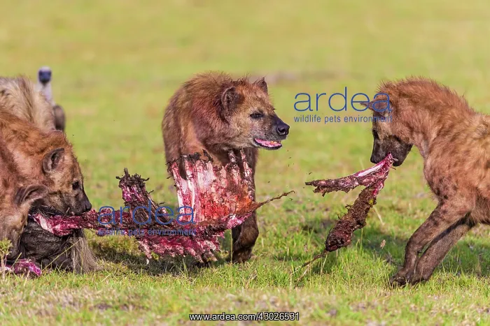  : Spotted Hyena at kill site