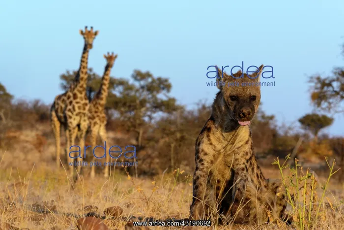 : Spotted hyena, also known as the laughing hyena : Spotted hyena, also known as the laughing hyena