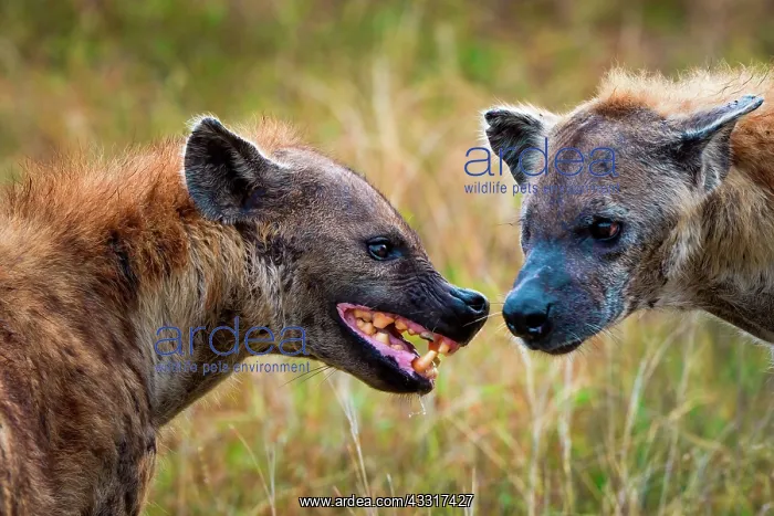 : Spotted hyena or laughing hyena (Crocuta crocuta : Spotted hyena or laughing hyena (Crocuta crocuta
