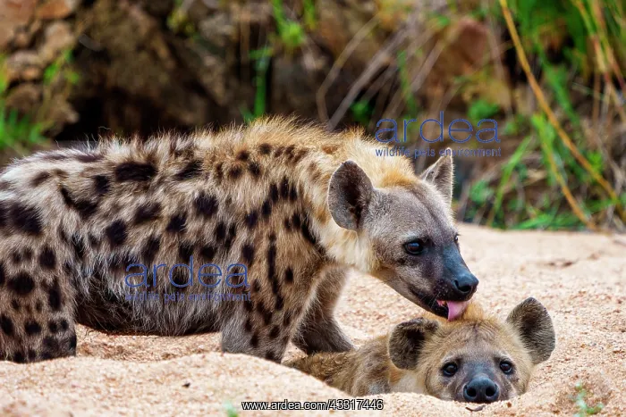 : Spotted hyena or laughing hyena (Crocuta crocuta : Spotted hyena or laughing hyena (Crocuta crocuta