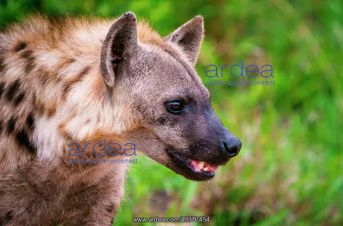 : Spotted hyena or laughing hyena (Crocuta crocuta : Spotted hyena or laughing hyena (Crocuta crocuta