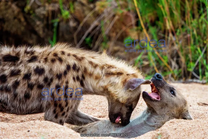 : Spotted hyena or laughing hyena (Crocuta crocuta : Spotted hyena or laughing hyena (Crocuta crocuta