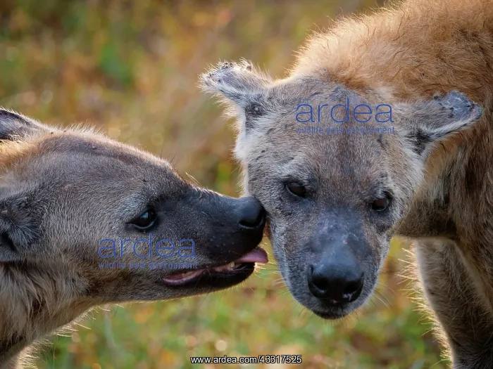 : Spotted hyena or laughing hyena (Crocuta crocuta : Spotted hyena or laughing hyena (Crocuta crocuta