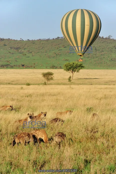 : Spotted Hyena / Laughing Hyena with hot air balloon : Spotted Hyena / Laughing Hyena with hot air balloon