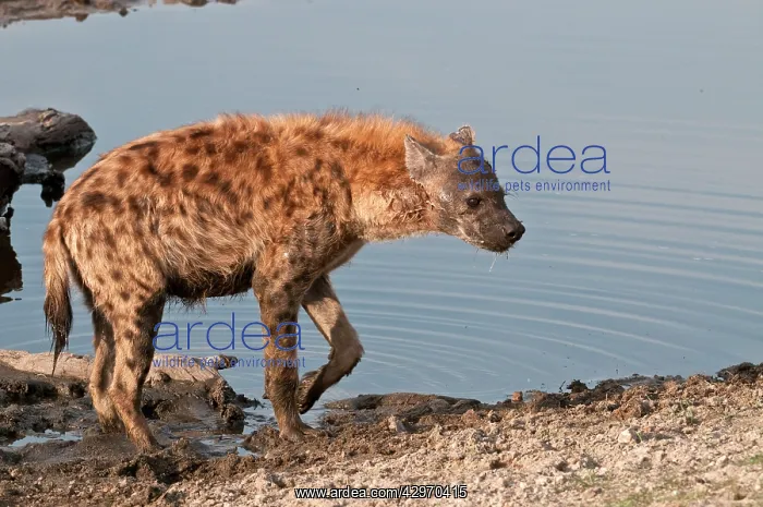 : Spotted Hyena - leaving waterhole : Spotted Hyena - leaving waterhole