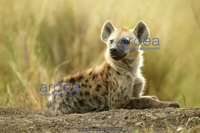  : Spotted Hyena Masai Mara Kenya Africa