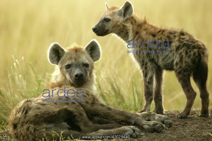  : Spotted Hyena Masai Mara Kenya Africa