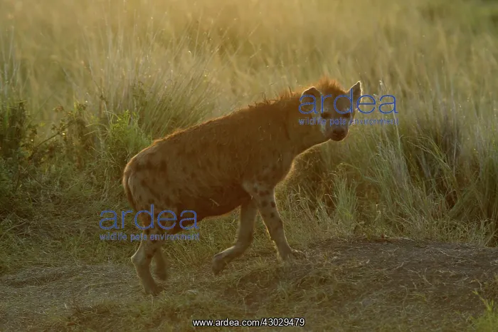  : Spotted Hyena Masai Mara Kenya Africa
