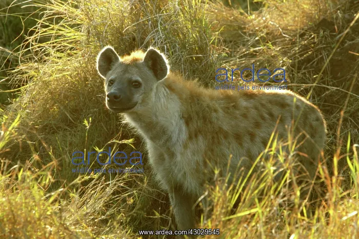  : Spotted Hyena Masai Mara Kenya Africa