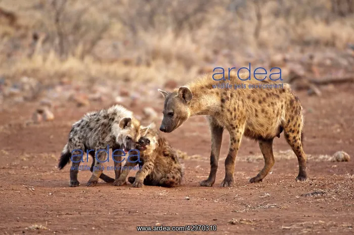 : Spotted Hyena - mother with two pups : Spotted Hyena - mother with two pups