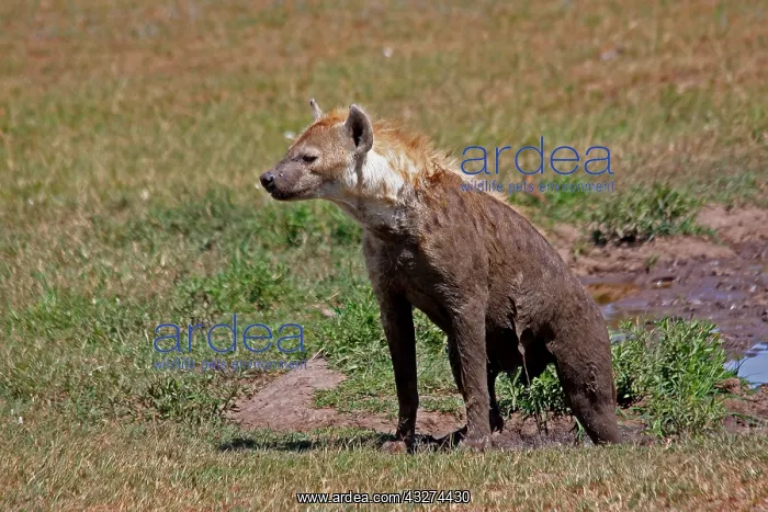 : Spotted Hyena after mudbath 1 784 : Spotted Hyena after mudbath 1 784