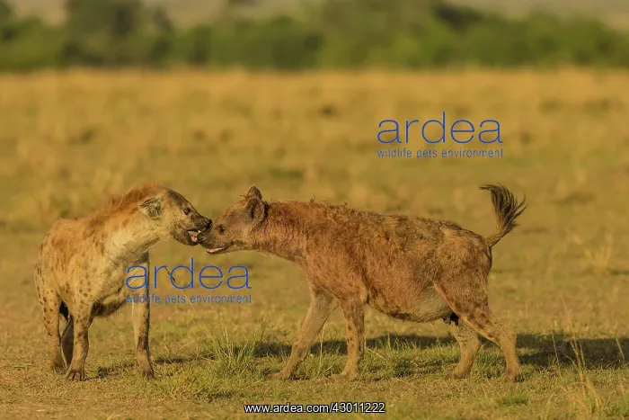 : Spotted Hyena play fighting Masai Mara National : Spotted Hyena play fighting Masai Mara National