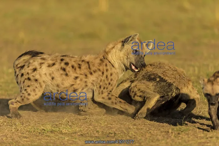 : Spotted Hyena play fighting Masai Mara National : Spotted Hyena play fighting Masai Mara National