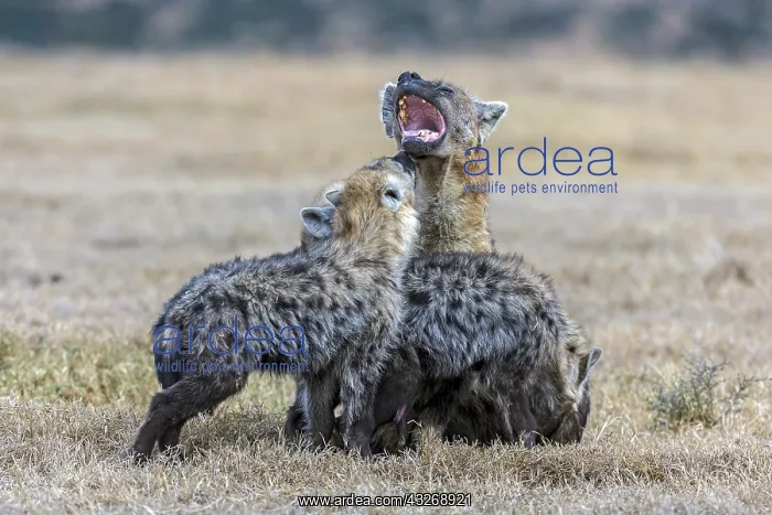 : Spotted hyena puppies coming to examine their motherin : Spotted hyena puppies coming to examine their motherin