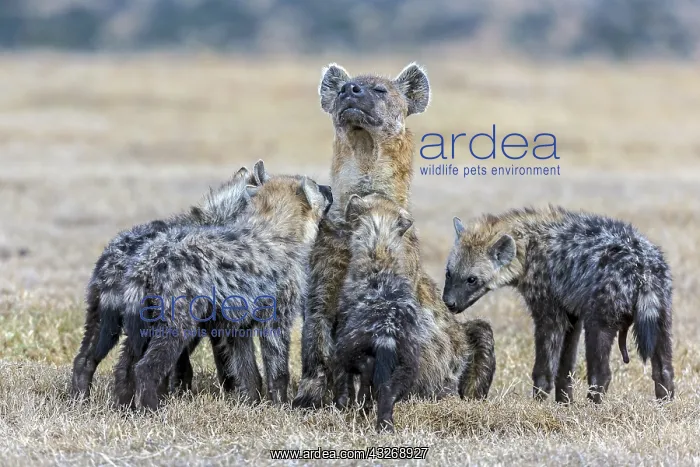: Spotted hyena puppies smellimg their mother in Laikipia : Spotted hyena puppies smellimg their mother in Laikipia