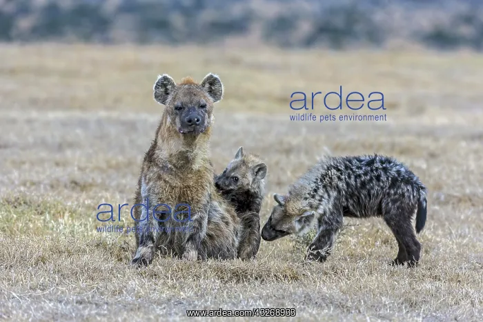 : Spotted hyena puppies smellimg their mother in Laikipia : Spotted hyena puppies smellimg their mother in Laikipia