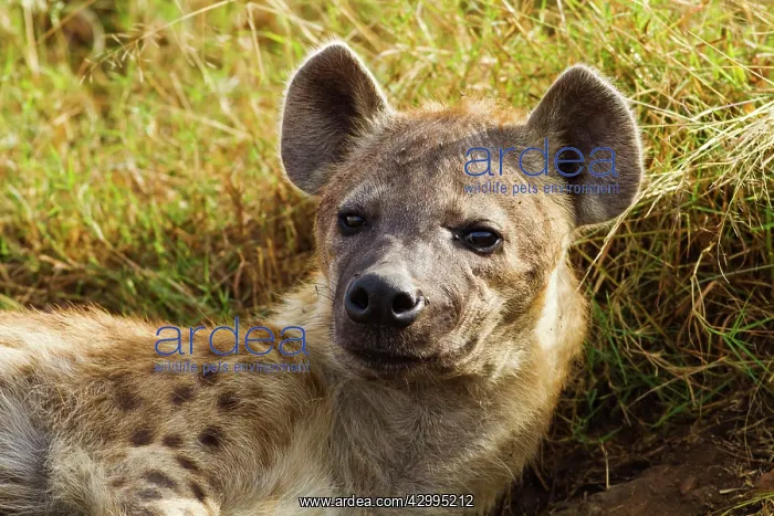 : Spotted Hyena - relaxing : Spotted Hyena - relaxing