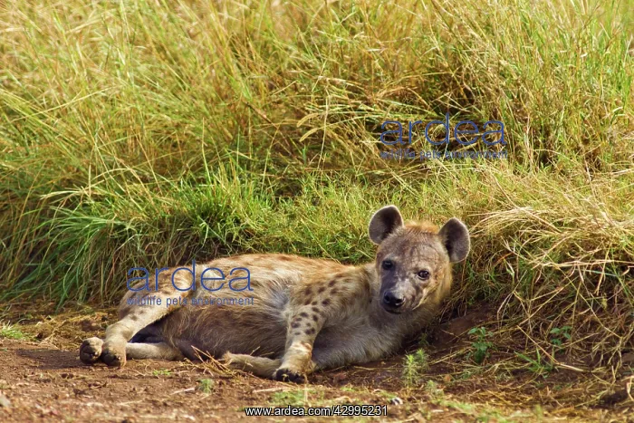 : Spotted Hyena - relaxing : Spotted Hyena - relaxing