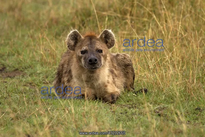 : Spotted Hyena - resting in the Masai Mara - Kenya, Africa : Spotted Hyena - resting in the Masai Mara - Kenya, Africa
