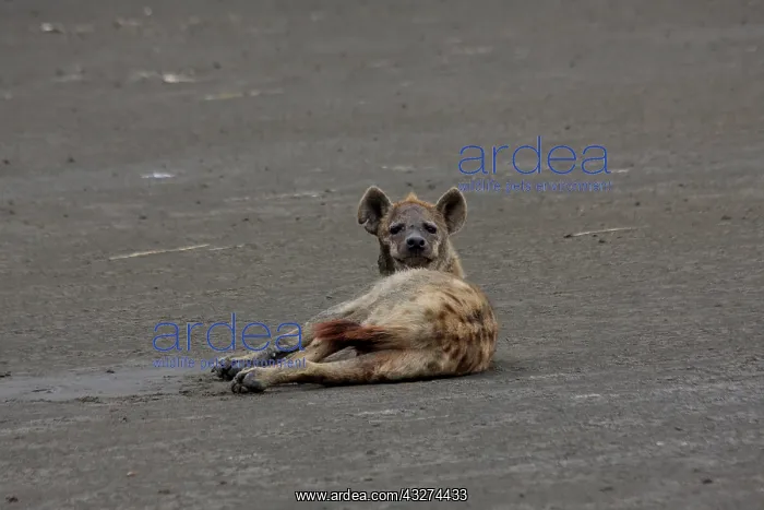 : Spotted Hyena resting on mud 2 186 : Spotted Hyena resting on mud 2 186