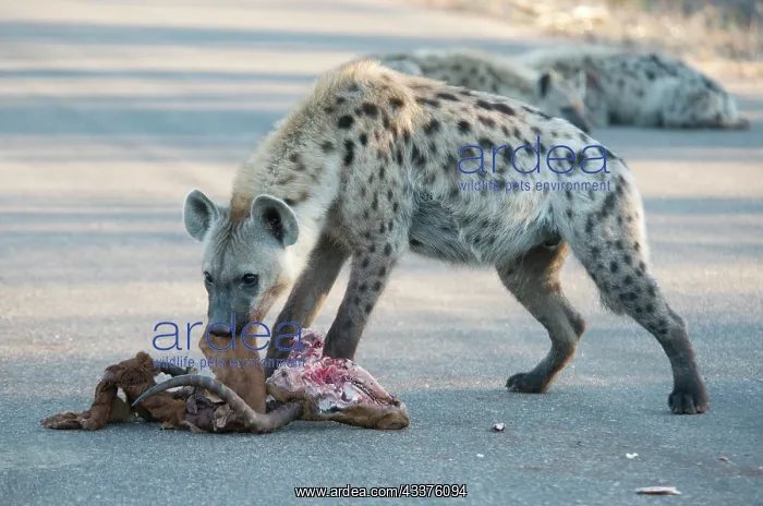 : Spotted Hyena - on road with skull and hide of antelope : Spotted Hyena - on road with skull and hide of antelope