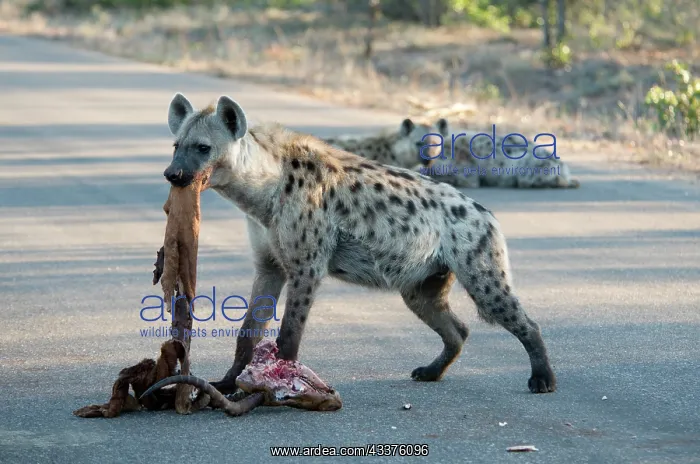 : Spotted Hyena - on road with skull and hide of antelope : Spotted Hyena - on road with skull and hide of antelope