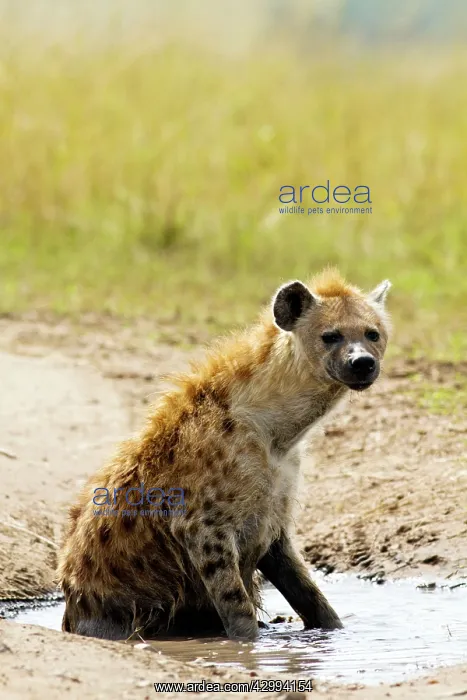 : Spotted Hyena - sitting in rain filled puddle : Spotted Hyena - sitting in rain filled puddle