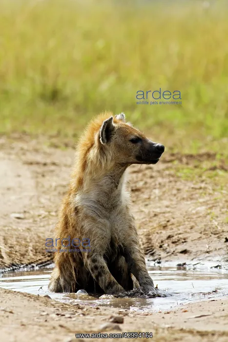 : Spotted Hyena - sitting in rain filled puddle : Spotted Hyena - sitting in rain filled puddle