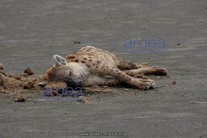 : Spotted Hyena sleeping on White Rhinoceros dung : Spotted Hyena sleeping on White Rhinoceros dung